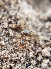 Lasius pallitarsis