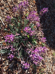 Astragalus tephrodes