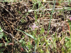 Centranthus calcitrapae