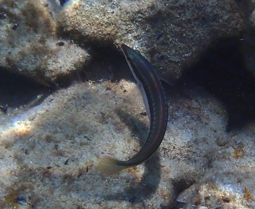 Mediterranean Rainbow Wrasse