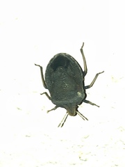 Phyllocephala negus