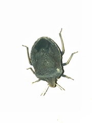 Phyllocephala negus