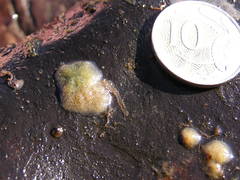 Heterorotula contraversa