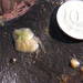 Heterorotula contraversa - Photo (c) spongeman, algunos derechos reservados (CC BY-NC-SA), subido por spongeman