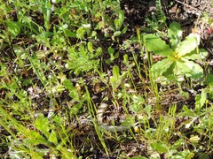 Ornithopus compressus