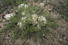 Astragalus dolichophyllus