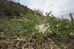 Astragalus dolichophyllus