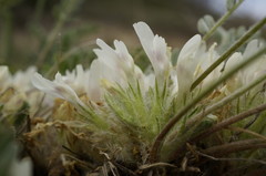Astragalus dolichophyllus