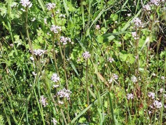Centranthus calcitrapae