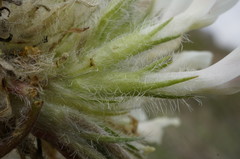 Astragalus dolichophyllus