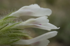 Astragalus dolichophyllus