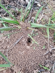 Lasius pallitarsis