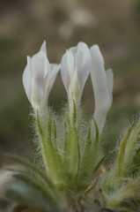 Astragalus dolichophyllus