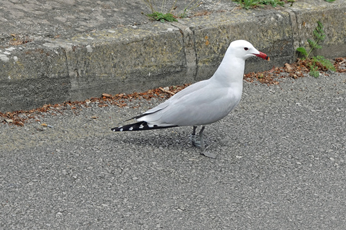 Gaviota de Audouin (Larus audouinii)