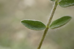 Astragalus dolichophyllus