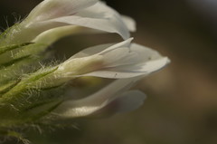 Astragalus dolichophyllus