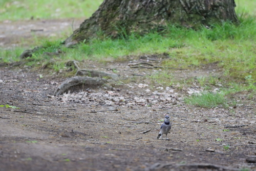 Blue Jay photographed in Ohio