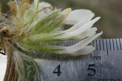Astragalus dolichophyllus