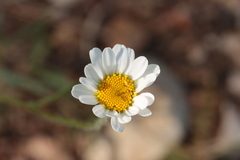Leucanthemum pallens