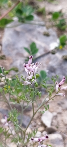 Fumaria vaillantii, photograph 6