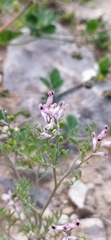Fumaria vaillantii, photograph author not stated, no rights reserved