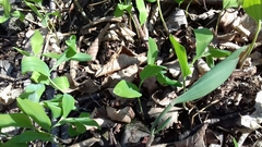 Polygonatum multiflorum