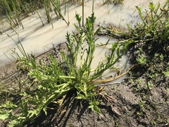 Eryngium aristulatum