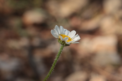 Leucanthemum pallens, photograph 1