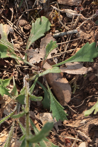 Leucanthemum pallens, photograph 3