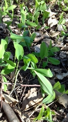 Polygonatum multiflorum