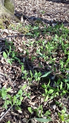 Polygonatum multiflorum