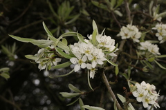 Pyrus salicifolia
