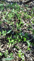 Polygonatum multiflorum