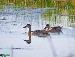 Marmaronetta angustirostris