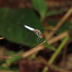 Brachydiplax farinosa
