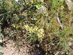 Biscutella valentina