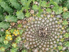 Euphorbia flanaganii