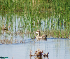 Marmaronetta angustirostris