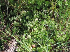 Viola kitaibeliana