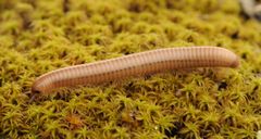 Pachyiulus cattarensis