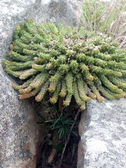 Euphorbia flanaganii