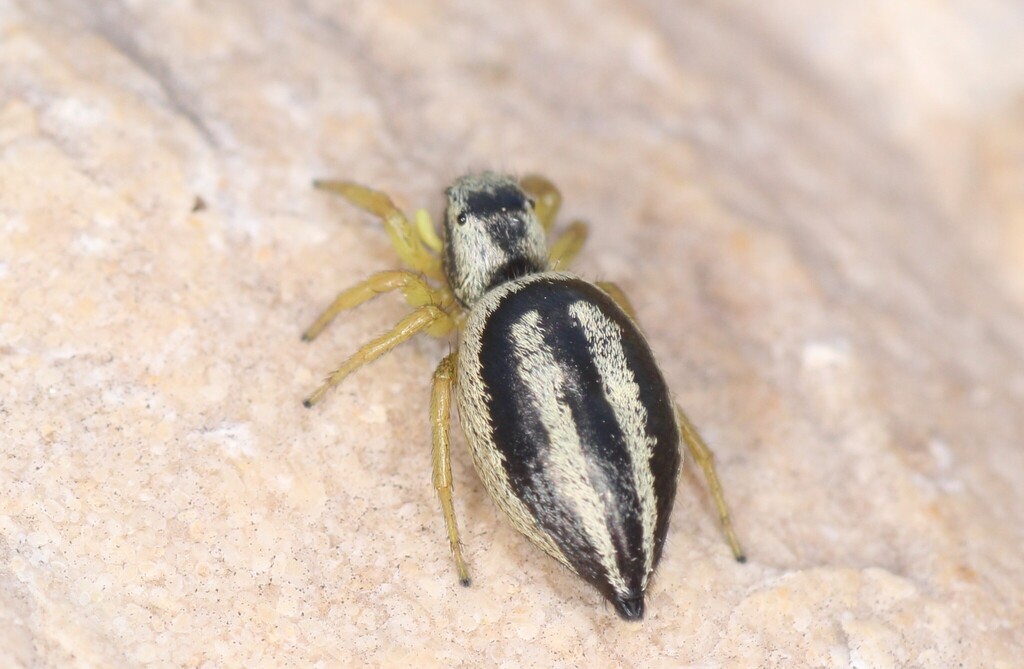 Heliophanus melinus