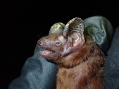 Rohu's Bat photo 1