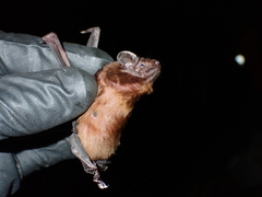 Rohu's Bat photo 2