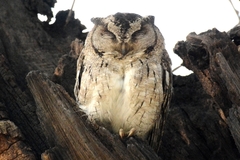 Otus bakkamoena