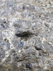 Ontholestes tessellatus