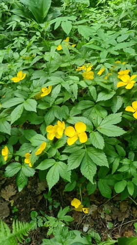 Hylomecon vernalis, photograph 5