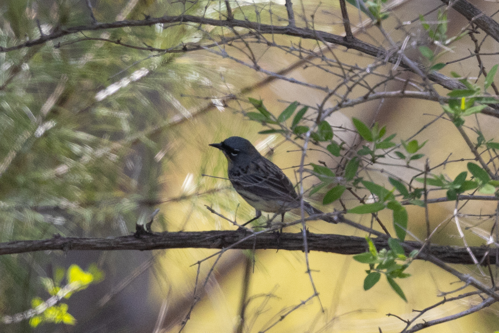 Kirtland's Warbler (Setophaga kirtlandii), photo 1