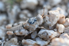 Cibolacris parviceps