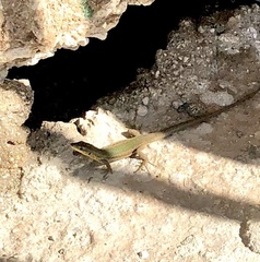 Podarcis filfolensis maltensis